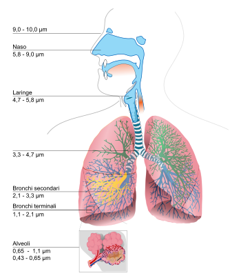 Diesel-Feinstaub in der Lunge